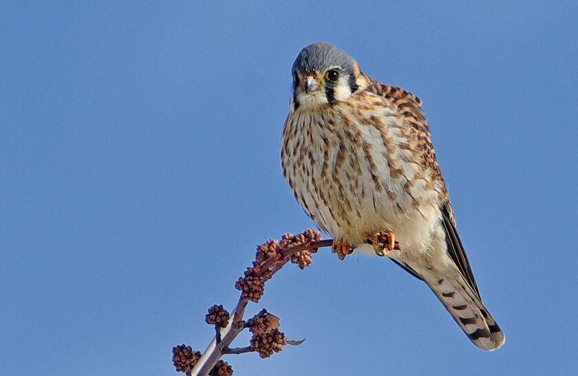American kestral